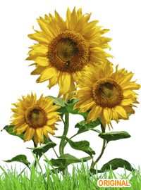  Embroidery Digitizing and Vector Artwork